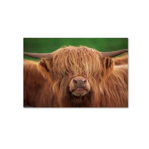 Trademark Fine Art Robert Harding Picture Library 'Yak' Canvas Art, 12x19 - ALI18853-C1219GG