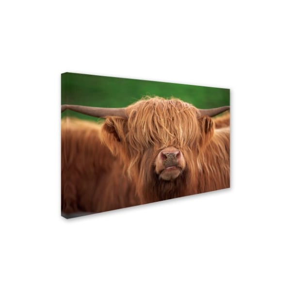 Trademark Fine Art Robert Harding Picture Library 'Yak' Canvas Art, 12x19 - ALI18853-C1219GG