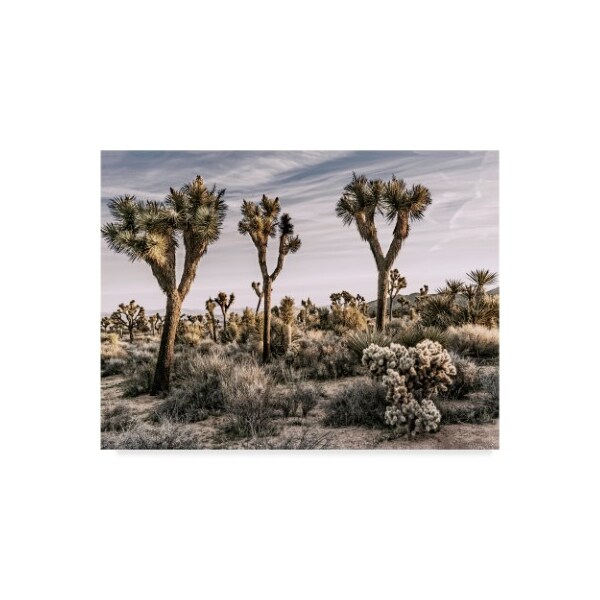 Trademark Fine Art Rachel Perry 'Views Of Joshua Tree Ix' Canvas Art, 14x19 - WAG06093-C1419GG