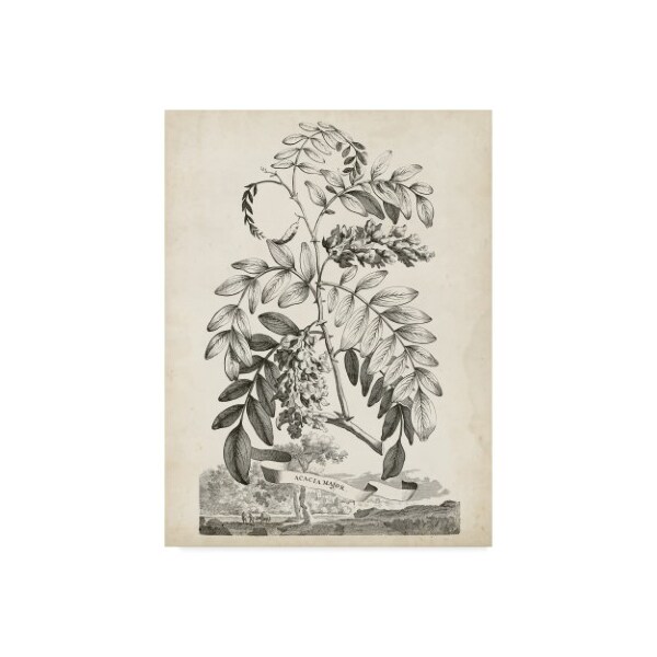 Trademark Fine Art Abraham Munting 'Scenic Botanical I' Canvas Art, 14x19 - WAG06688-C1419GG