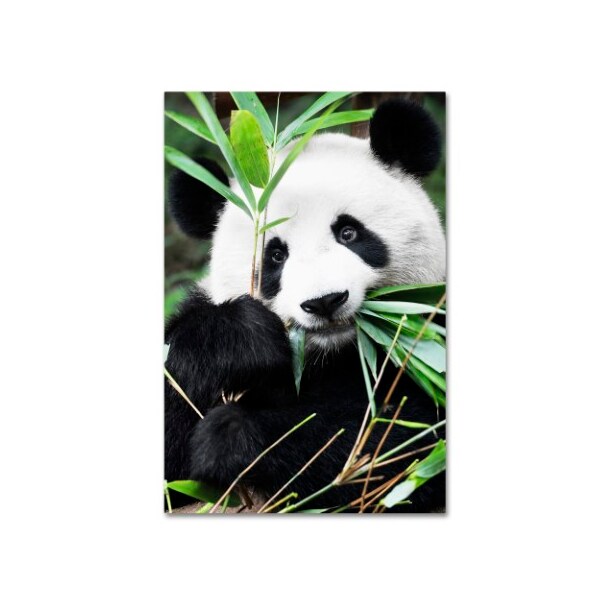 Trademark Fine Art Philippe Hugonnard 'Giant Panda I' Canvas Art, 22x32 - PH0377-C2232GG