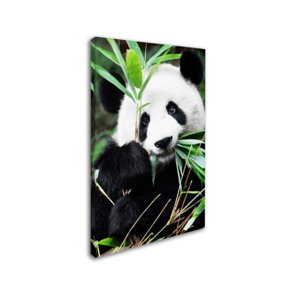 Trademark Fine Art Philippe Hugonnard 'Giant Panda I' Canvas Art, 22x32 - PH0377-C2232GG