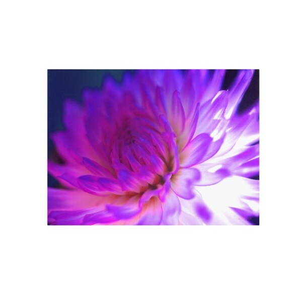 Trademark Fine Art Kathy Yates 'Mod Dahlia' Canvas Art, 16x24 - KY0027-C1624GG