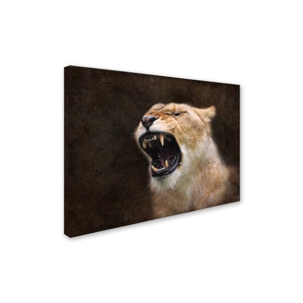 Trademark Fine Art Jai Johnson 'Angry Lioness Portrait' Canvas Art, 14x19 - ALI13778-C1419GG