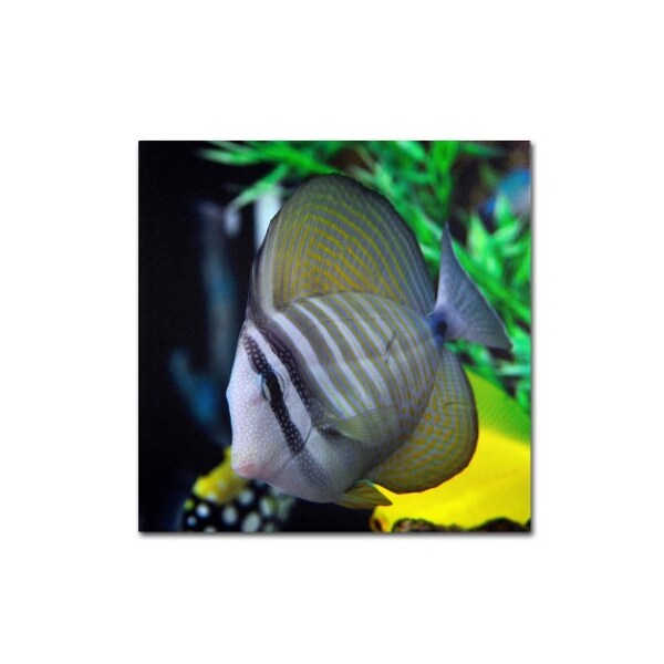 Trademark Fine Art Kurt Shaffer 'Tropical Fish 2' Canvas Art, 35x35 - KS119-C3535GG