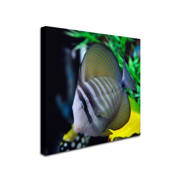 Trademark Fine Art Kurt Shaffer 'Tropical Fish 2' Canvas Art, 35x35 - KS119-C3535GG