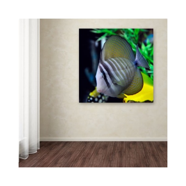 Trademark Fine Art Kurt Shaffer 'Tropical Fish 2' Canvas Art, 35x35 - KS119-C3535GG