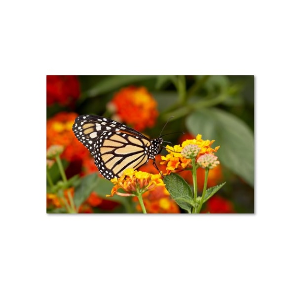 Trademark Fine Art Robert Harding Picture Library 'Butterfly 2' Canvas Art, 30x47 - ALI19056-C3047GG