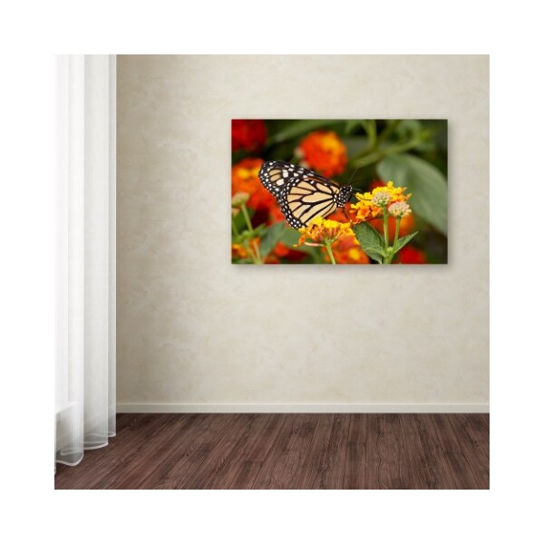 Trademark Fine Art Robert Harding Picture Library 'Butterfly 2' Canvas Art, 30x47 - ALI19056-C3047GG