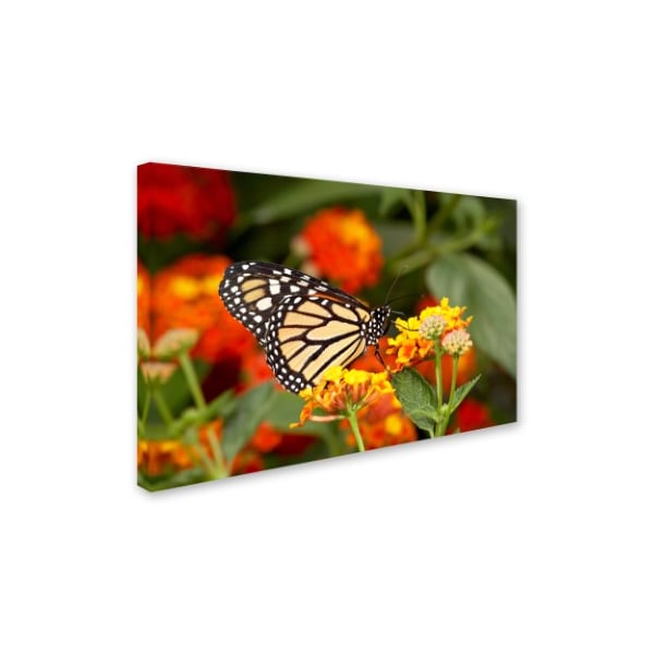 Trademark Fine Art Robert Harding Picture Library 'Butterfly 2' Canvas Art, 30x47 - ALI19056-C3047GG