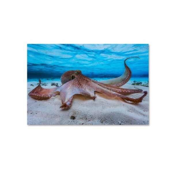 Trademark Fine Art Barathieu Gabriel 'Octopus' Canvas Art, 12x19 - 1X00670-C1219GG