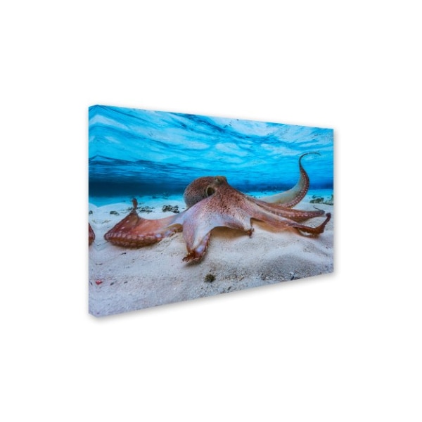 Trademark Fine Art Barathieu Gabriel 'Octopus' Canvas Art, 12x19 - 1X00670-C1219GG