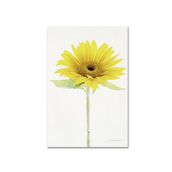 Trademark Fine Art Elizabeth Urquhart 'Light and Bright Floral VIII' Canvas Art, 12x19 - WAP01932-C1219GG
