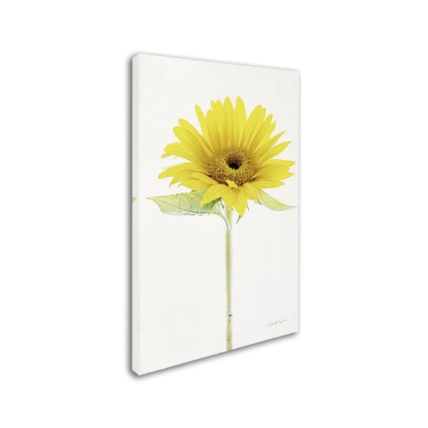 Trademark Fine Art Elizabeth Urquhart 'Light and Bright Floral VIII' Canvas Art, 12x19 - WAP01932-C1219GG