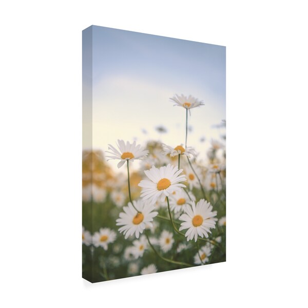 Trademark Fine Art Philippe Sainte Laudy 'Fields of Marguerite' Canvas Art, 16x24 - PSL01392-C1624GG