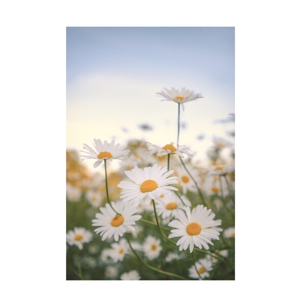 Trademark Fine Art Philippe Sainte Laudy 'Fields of Marguerite' Canvas Art, 16x24 - PSL01392-C1624GG