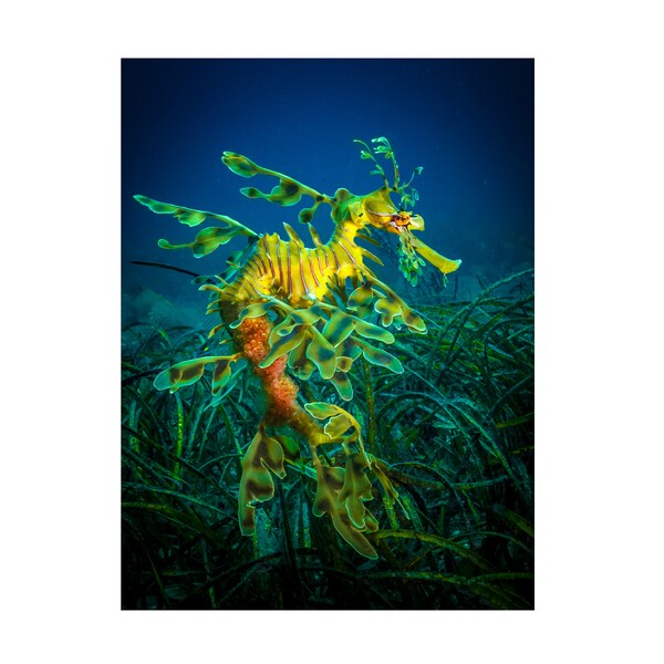 Trademark Fine Art Jan Abadschieff 'Leafy Sea Dragon Male With Eggs' Canvas Art, 14x19 - 1X10556-C1419GG