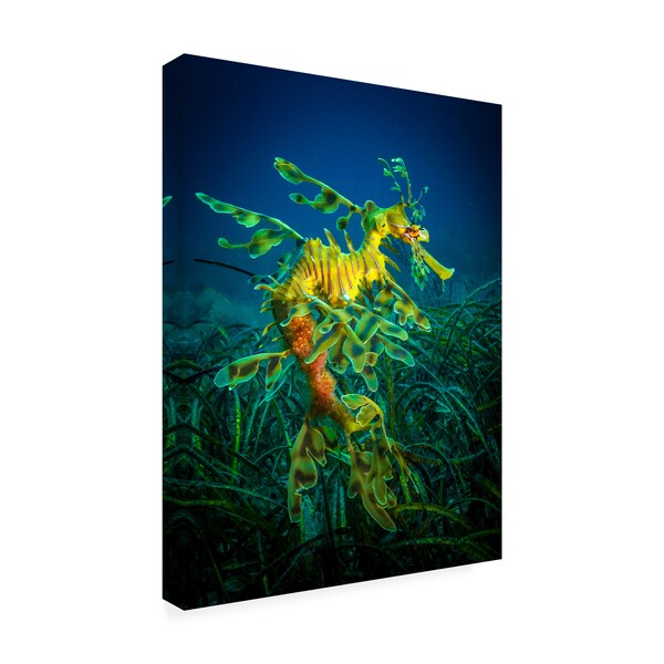 Trademark Fine Art Jan Abadschieff 'Leafy Sea Dragon Male With Eggs' Canvas Art, 14x19 - 1X10556-C1419GG