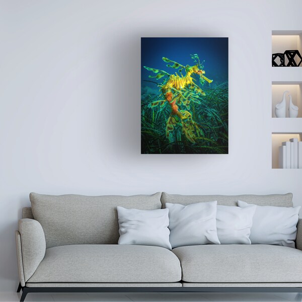 Trademark Fine Art Jan Abadschieff 'Leafy Sea Dragon Male With Eggs' Canvas Art, 14x19 - 1X10556-C1419GG