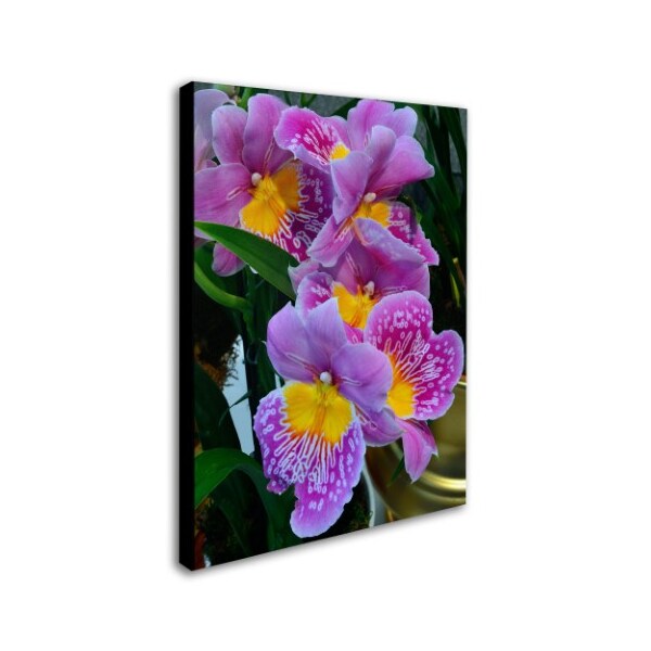 Trademark Fine Art Kurt Shaffer 'Happy Orchids' Canvas Art, 35x47 - KS127-C3547GG