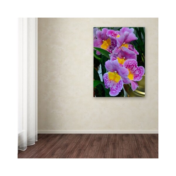 Trademark Fine Art Kurt Shaffer 'Happy Orchids' Canvas Art, 35x47 - KS127-C3547GG