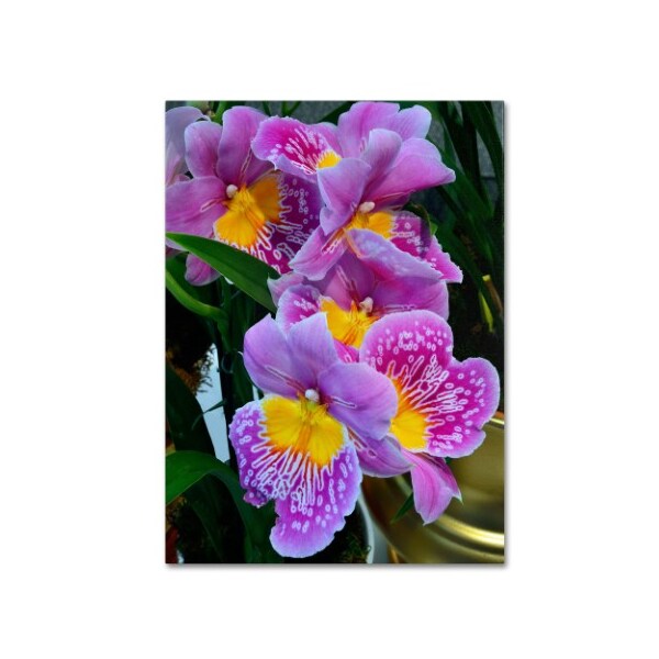 Trademark Fine Art Kurt Shaffer 'Happy Orchids' Canvas Art, 35x47 - KS127-C3547GG