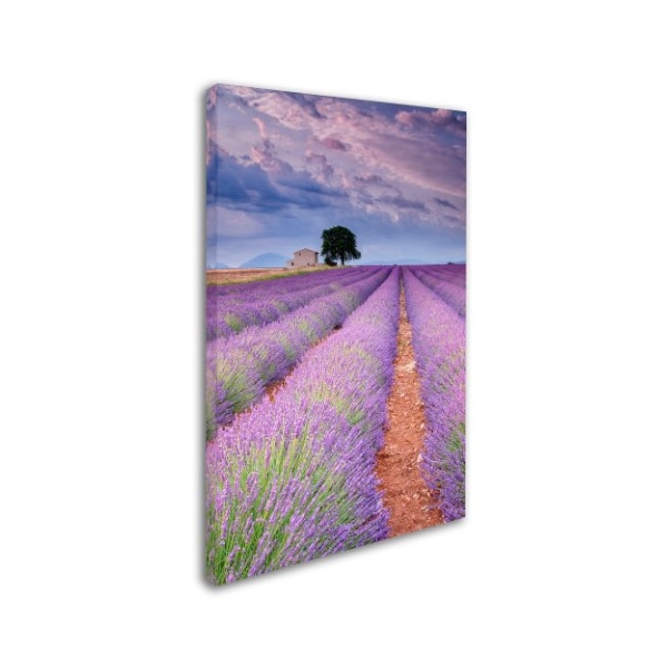 Trademark Fine Art Michael Blanchette Photography 'Rows Of Lavender' Canvas Art, 16x24 - ALI3896-C1624GG