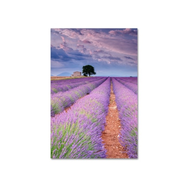 Trademark Fine Art Michael Blanchette Photography 'Rows Of Lavender' Canvas Art, 16x24 - ALI3896-C1624GG