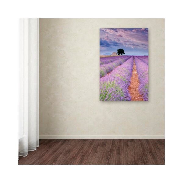 Trademark Fine Art Michael Blanchette Photography 'Rows Of Lavender' Canvas Art, 16x24 - ALI3896-C1624GG