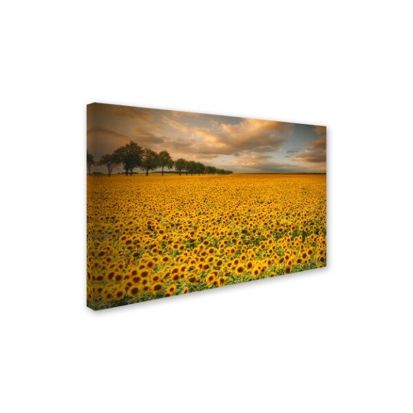Trademark Fine Art Piotr Krol 'Sunflowers' Canvas Art, 16x24 - 1X02379-C1624GG