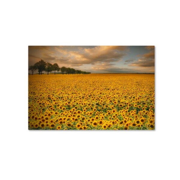 Trademark Fine Art Piotr Krol 'Sunflowers' Canvas Art, 16x24 - 1X02379-C1624GG