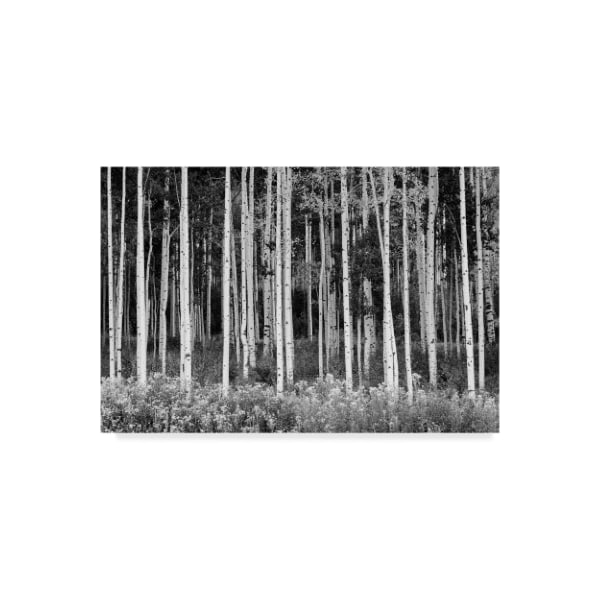 Trademark Fine Art Michael Blanchette Photography 'Colorado Aspen ' Canvas Art, 16x24 - ALI21431-C1624GG