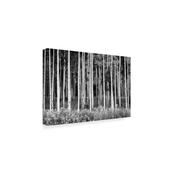 Trademark Fine Art Michael Blanchette Photography 'Colorado Aspen ' Canvas Art, 16x24 - ALI21431-C1624GG