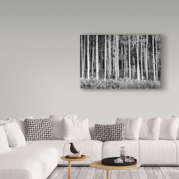 Trademark Fine Art Michael Blanchette Photography 'Colorado Aspen ' Canvas Art, 16x24 - ALI21431-C1624GG