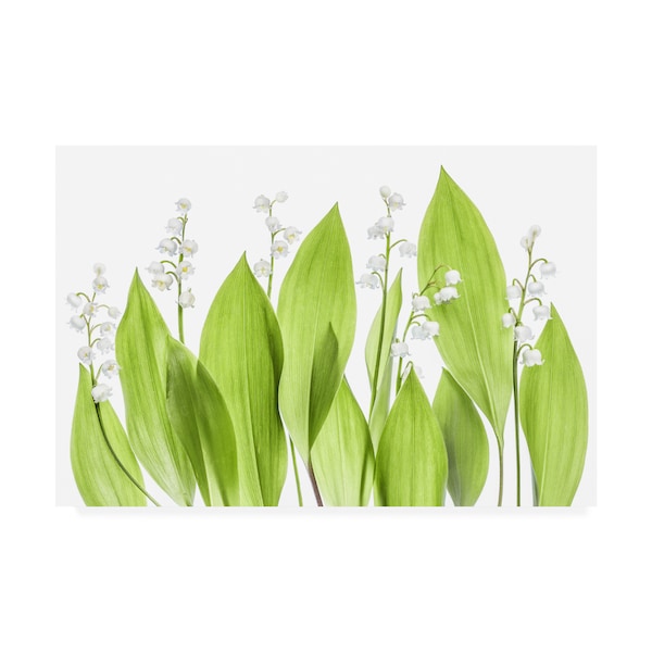 Trademark Fine Art Mandy Disher 'Lily Of The Valley Green' Canvas Art, 16x24 - 1X09122-C1624GG