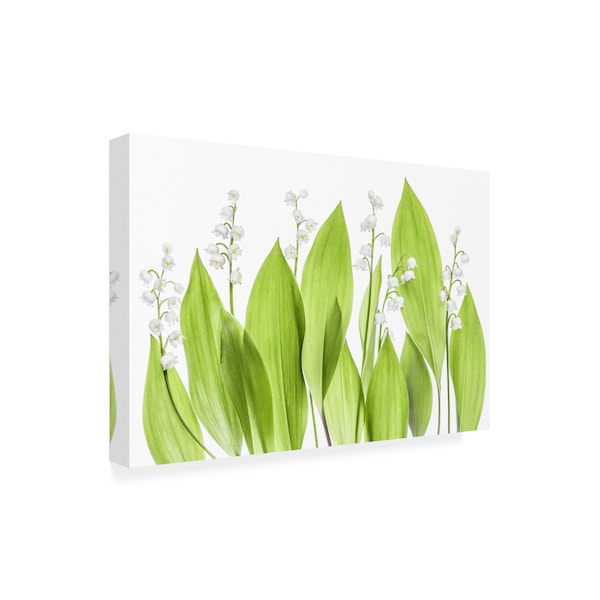 Trademark Fine Art Mandy Disher 'Lily Of The Valley Green' Canvas Art, 16x24 - 1X09122-C1624GG