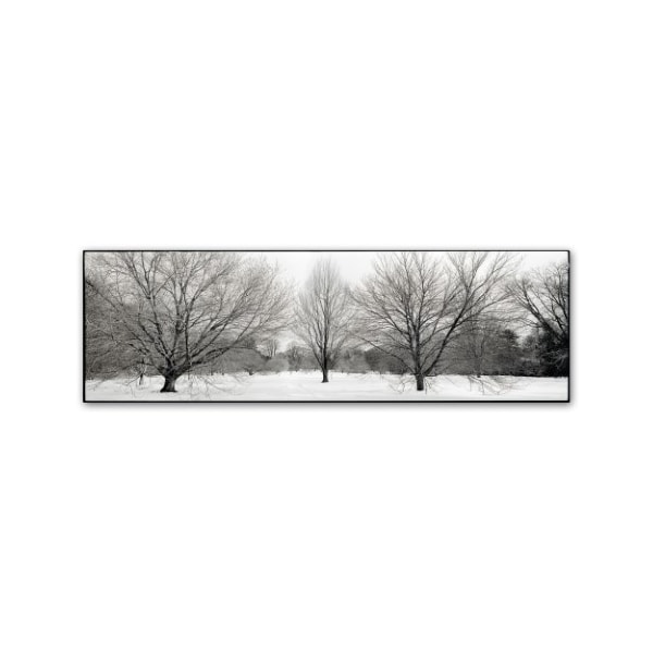 Trademark Fine Art Alan Blaustein 'Winter Garden I' Canvas Art, 16x47 - ALI5175-C1647GG