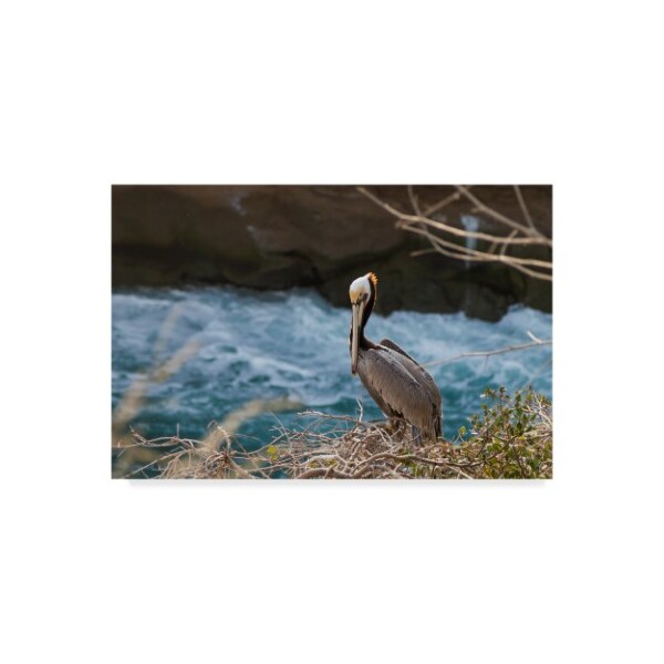 Trademark Fine Art Chris Moyer 'Pelican Stare' Canvas Art, 30x47 - ALI41427-C3047GG
