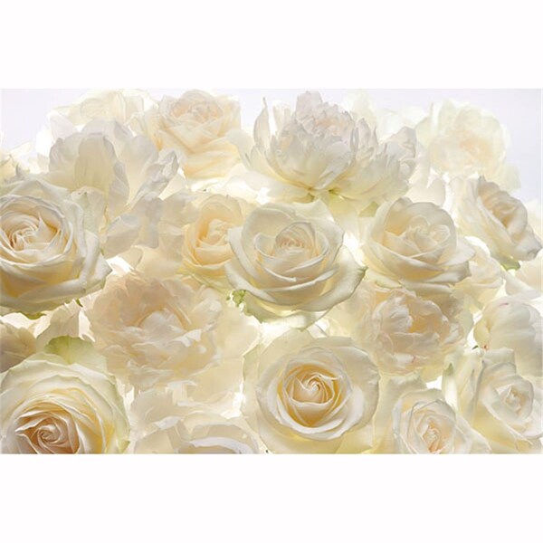 Brewster Home Fashions Brewster Home Fashions XXL4-007 Ivory Rose Wall Mural - 145 in. - XXL4-007