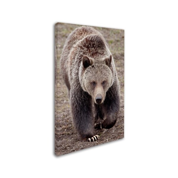 Trademark Fine Art Robert Harding Picture Library 'Bears' Canvas Art, 16x24 - ALI19182-C1624GG