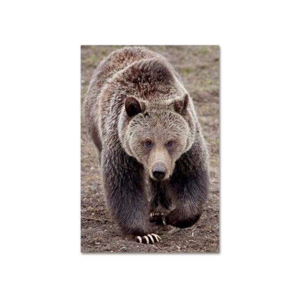 Trademark Fine Art Robert Harding Picture Library 'Bears' Canvas Art, 16x24 - ALI19182-C1624GG