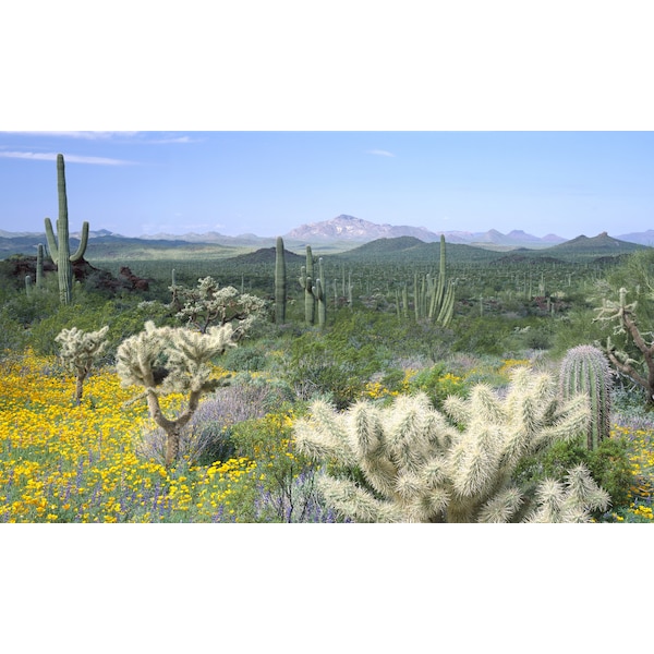 Biggies Scenes Window Well Scenes-Desert, 120 in wide x 60 in high - BG-WW-DST-120