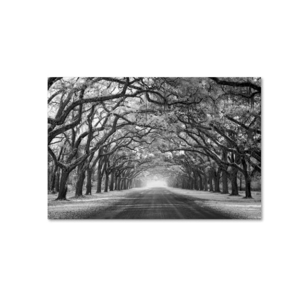 Trademark Fine Art Mike Jones Photo 'Wormsloe Inf Light' Canvas Art, 22x32 - ALI17798-C2232GG