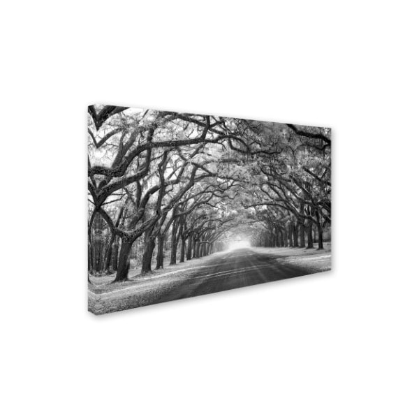 Trademark Fine Art Mike Jones Photo 'Wormsloe Inf Light' Canvas Art, 22x32 - ALI17798-C2232GG