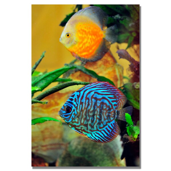 Trademark Fine Art Kurt Shaffer 'Two Tropical Fish' Canvas Art, 18x24 - KS464-C1824GG
