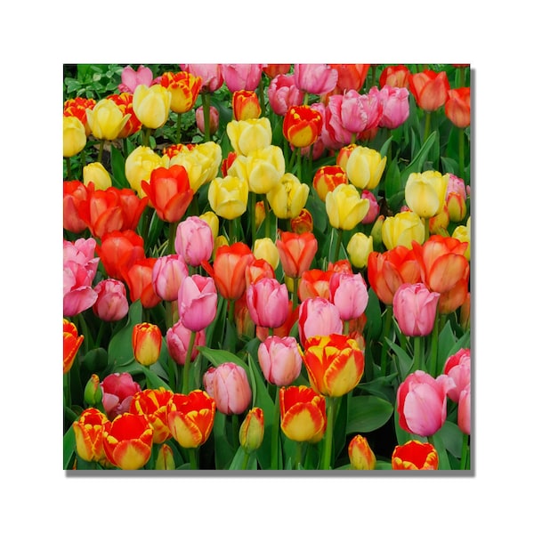 Trademark Fine Art Kurt Shaffer 'Living Bouquet of Tulips' Canvas Art, 24x24 - KS444-C2424GG
