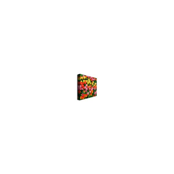 Trademark Fine Art Kurt Shaffer 'Living Bouquet of Tulips' Canvas Art, 24x24 - KS444-C2424GG