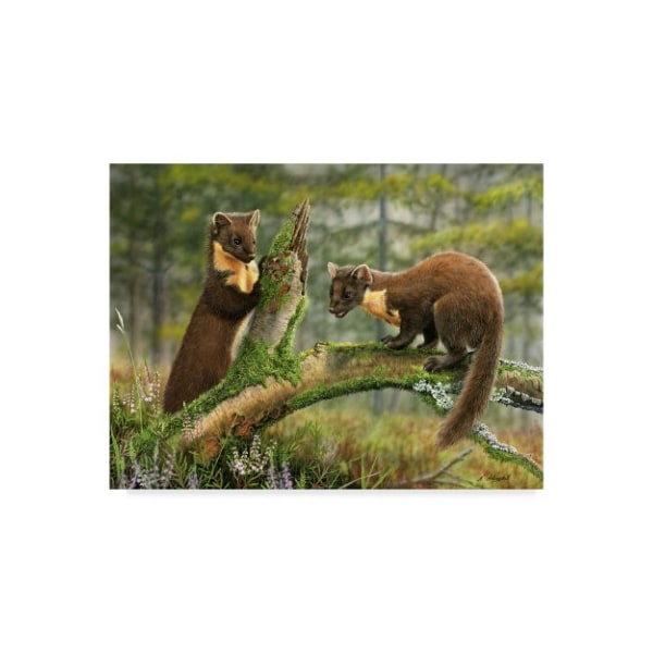Trademark Fine Art Nigel Artingstall 'Pine Martens' Canvas Art, 18x24 - ALI43799-C1824GG