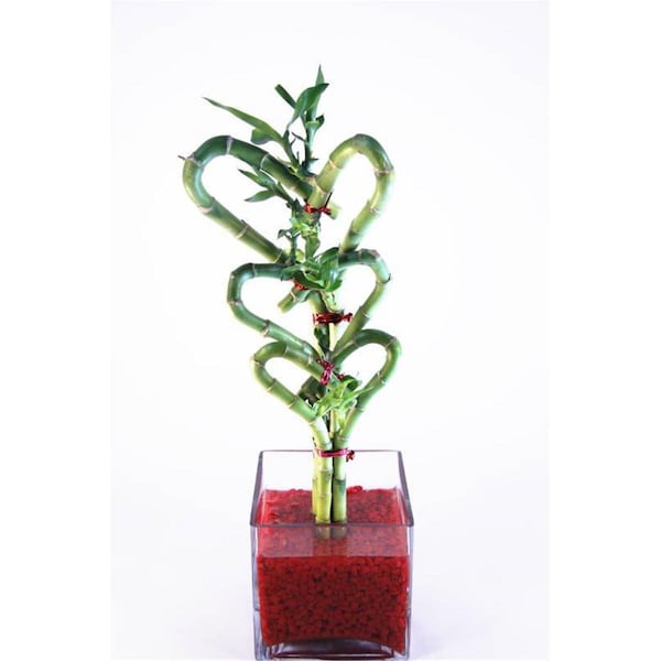 Vista 3 Staggered Triple Heart Bamboo & Red Rock Container - VI2626627
