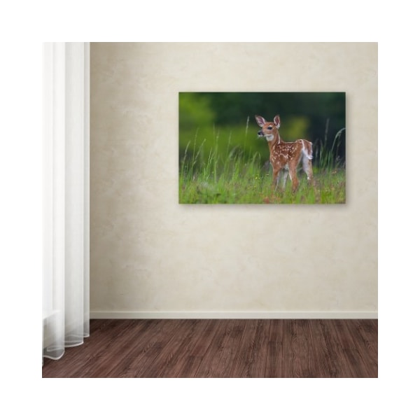 Trademark Fine Art Nick Kalathas 'Spring Fawn' Canvas Art, 16x24 - 1X02763-C1624GG